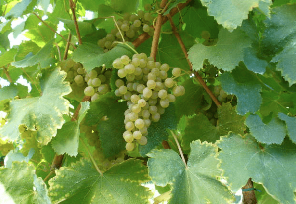 Fiano_druif Archita Fiano IGP Puglia – Zuid-Italiaanse witte klasse met karakter