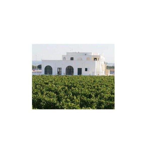 feudo-croce Megale – Tinazzi Feudo Croce | Negroamaro zoals het hoort