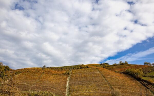 wijngaard-allessandro-Rivetto Dolcetto d’Alba DOC – Alessandro Rivetto