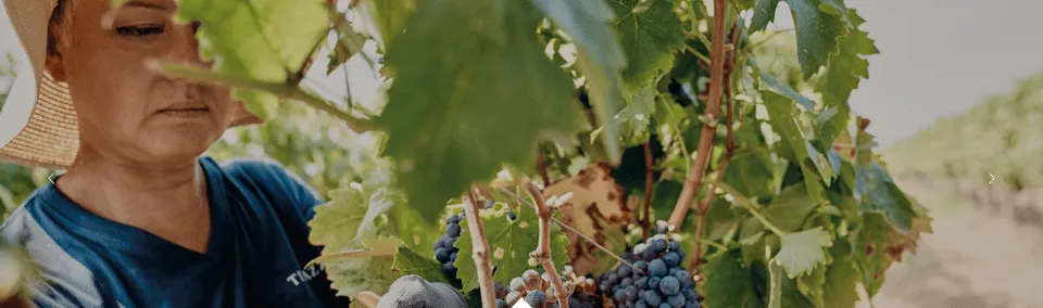 Druivencontrole bij Feudo Croce in Puglia