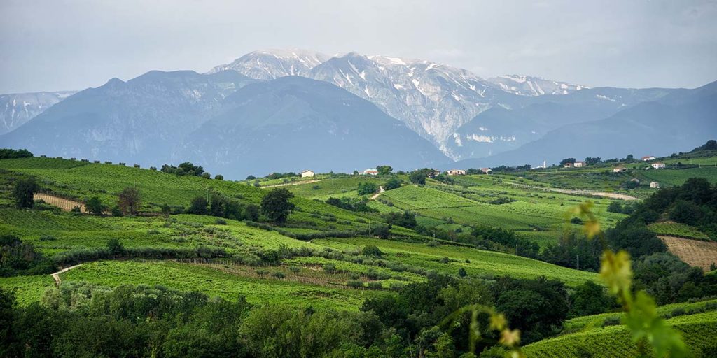 Wijngaarden in Abruzzen, Italië