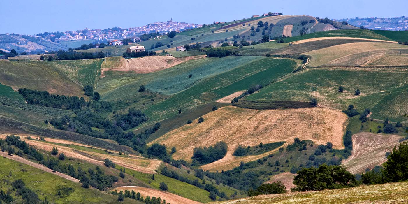 Wijngaard met Montepulciano-stokken voor Poggio ai Santi in Abruzzo
