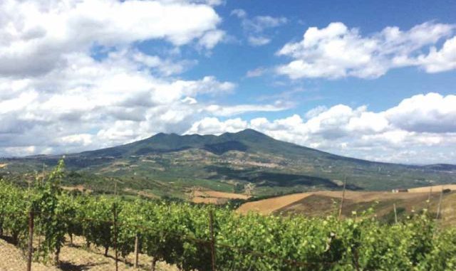 Aglianico-wijngaarden op de Monte Vulture - Basilicata