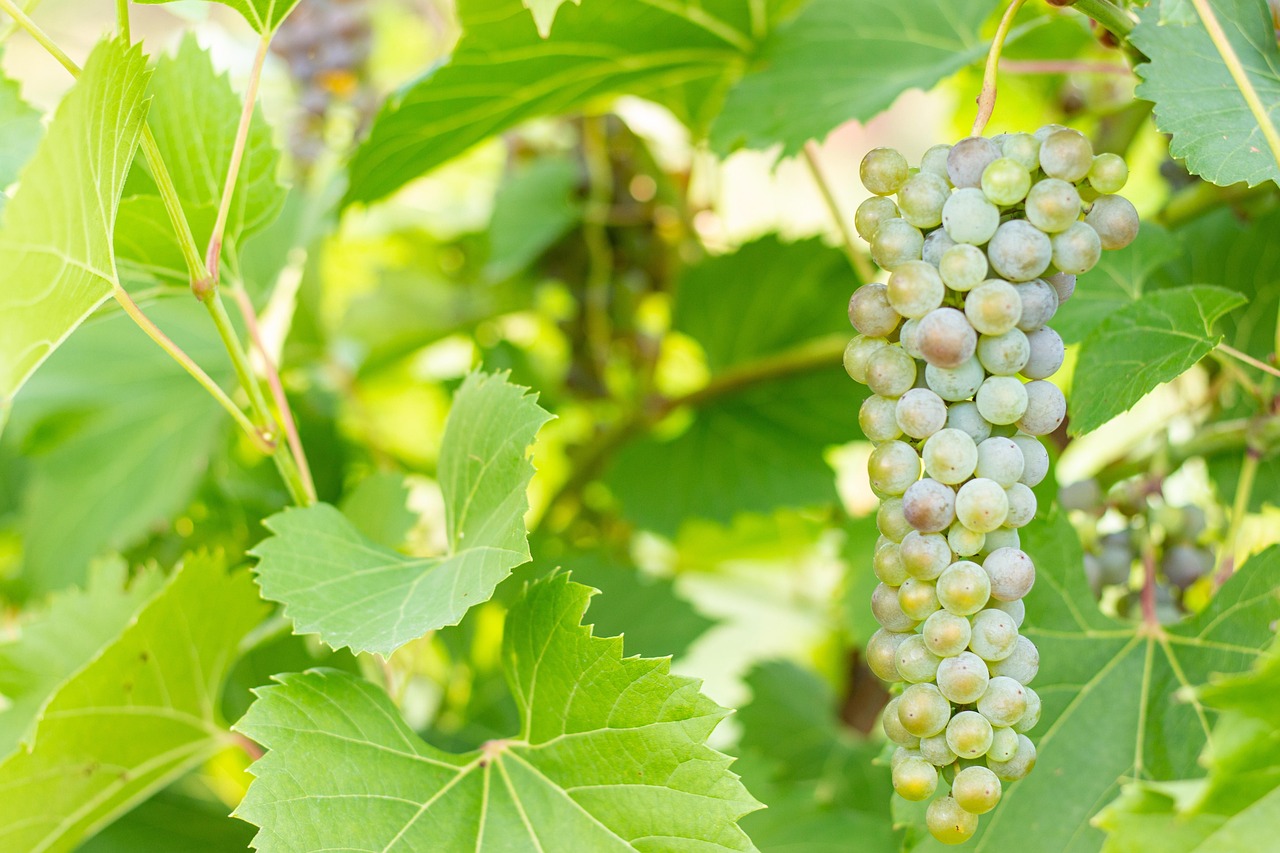 Trebbiano druiven aan de rank - Umbria wijnen