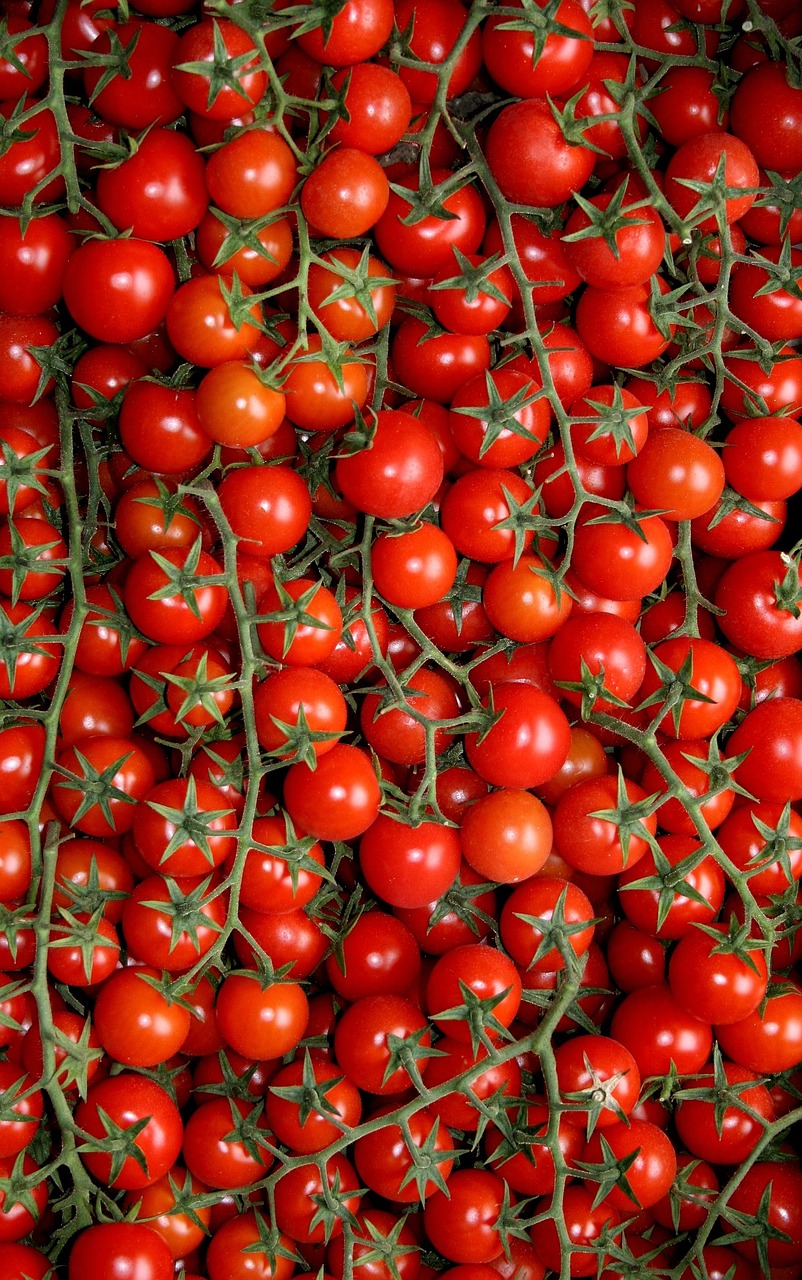 Pugia tomaten - Puglia wijnen
