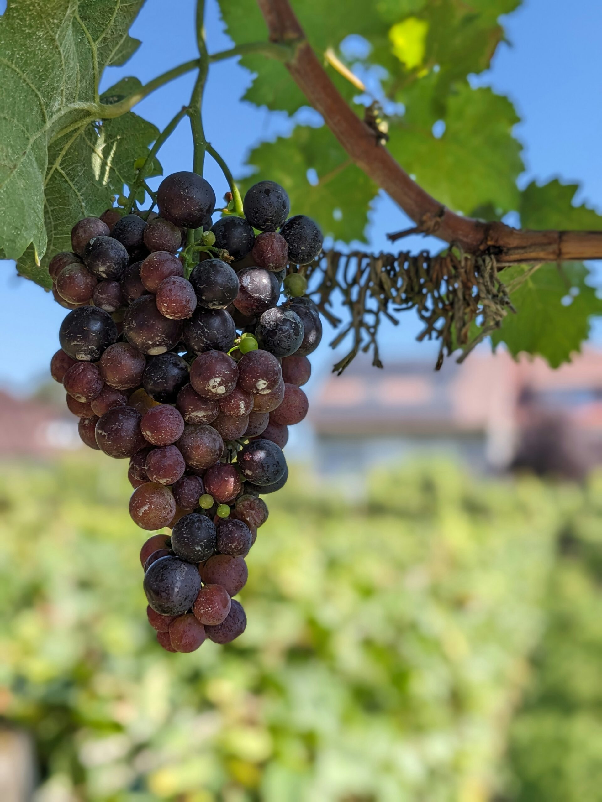Sangiovese druiven in de zon – Molise wijnen