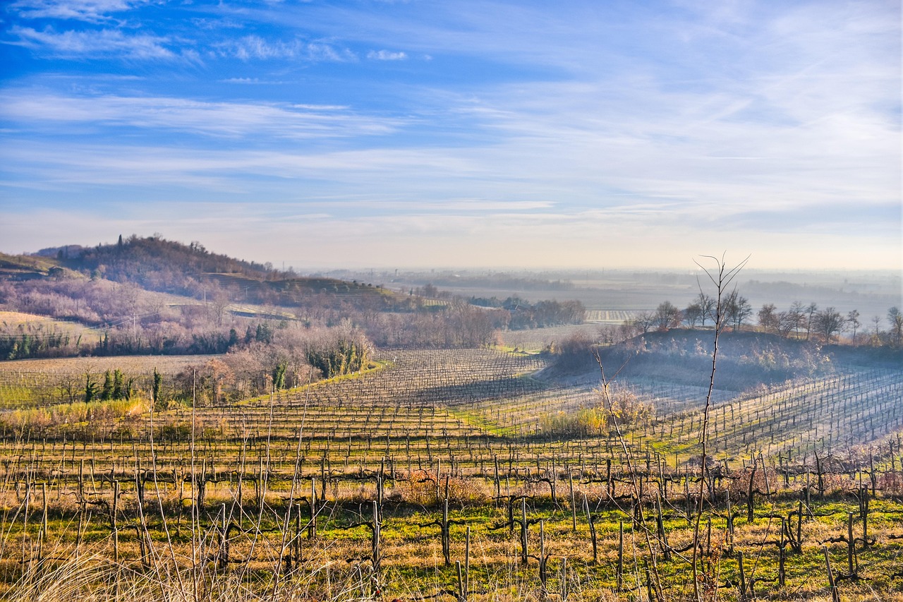 Wijngaarden in Friuli met uitzicht op de Alpen – Friuli wijnen
