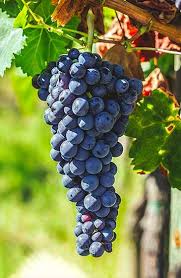 Monteoulciano druiven voor de Poggio