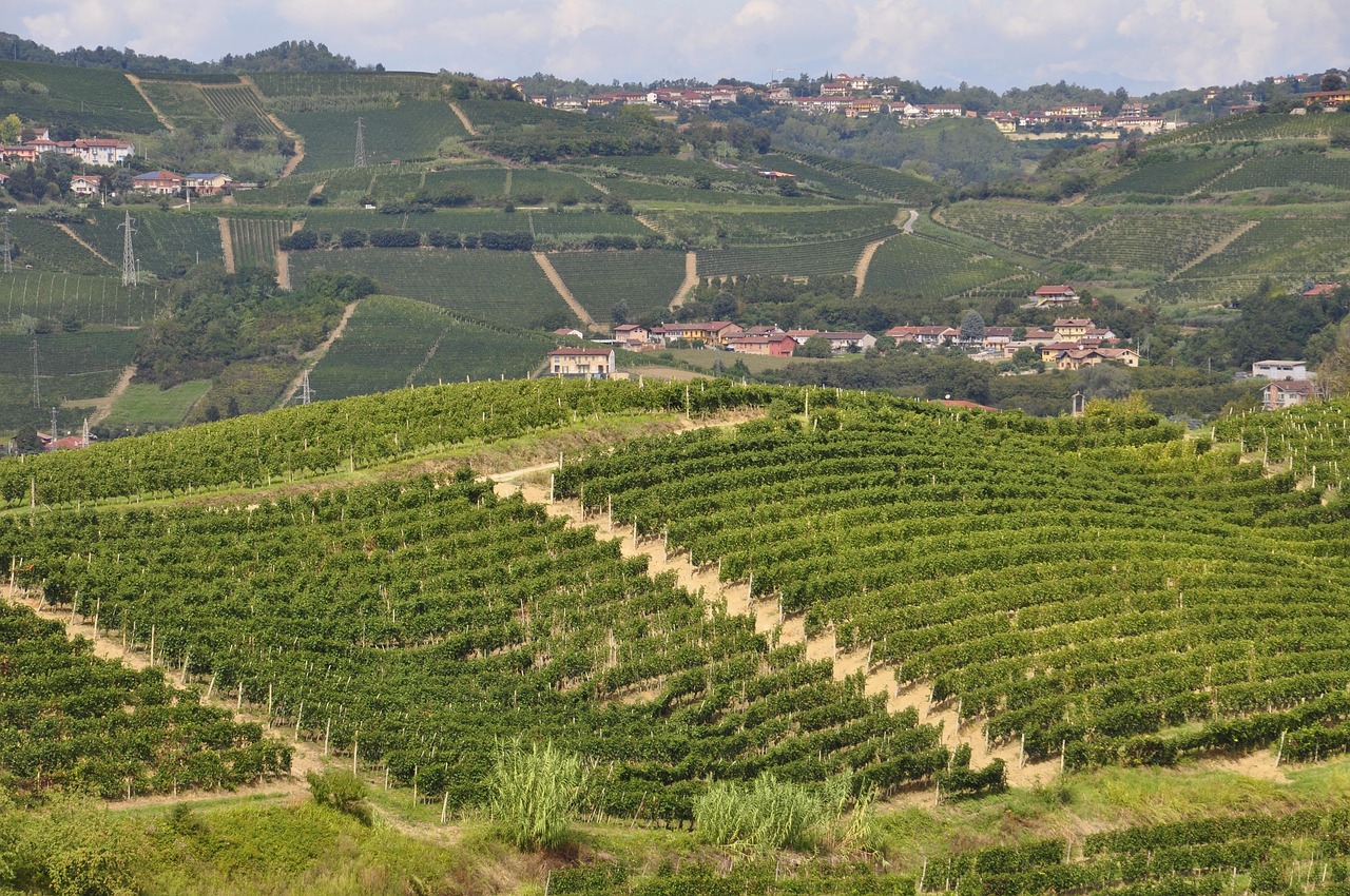 Nebbiolo druiven op de heuvels van Barolo – Piemonte wijnen