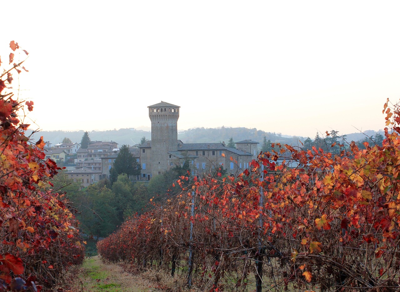 Lambrusco druiven in de herfst - Emiglia Romagna wijnen