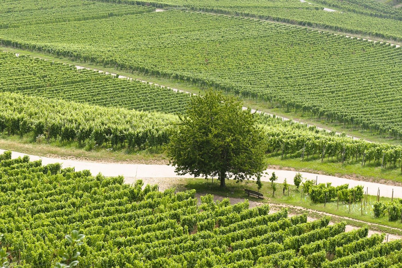 Wijngaarden op de flank van de Etna – Sicilië wijnen