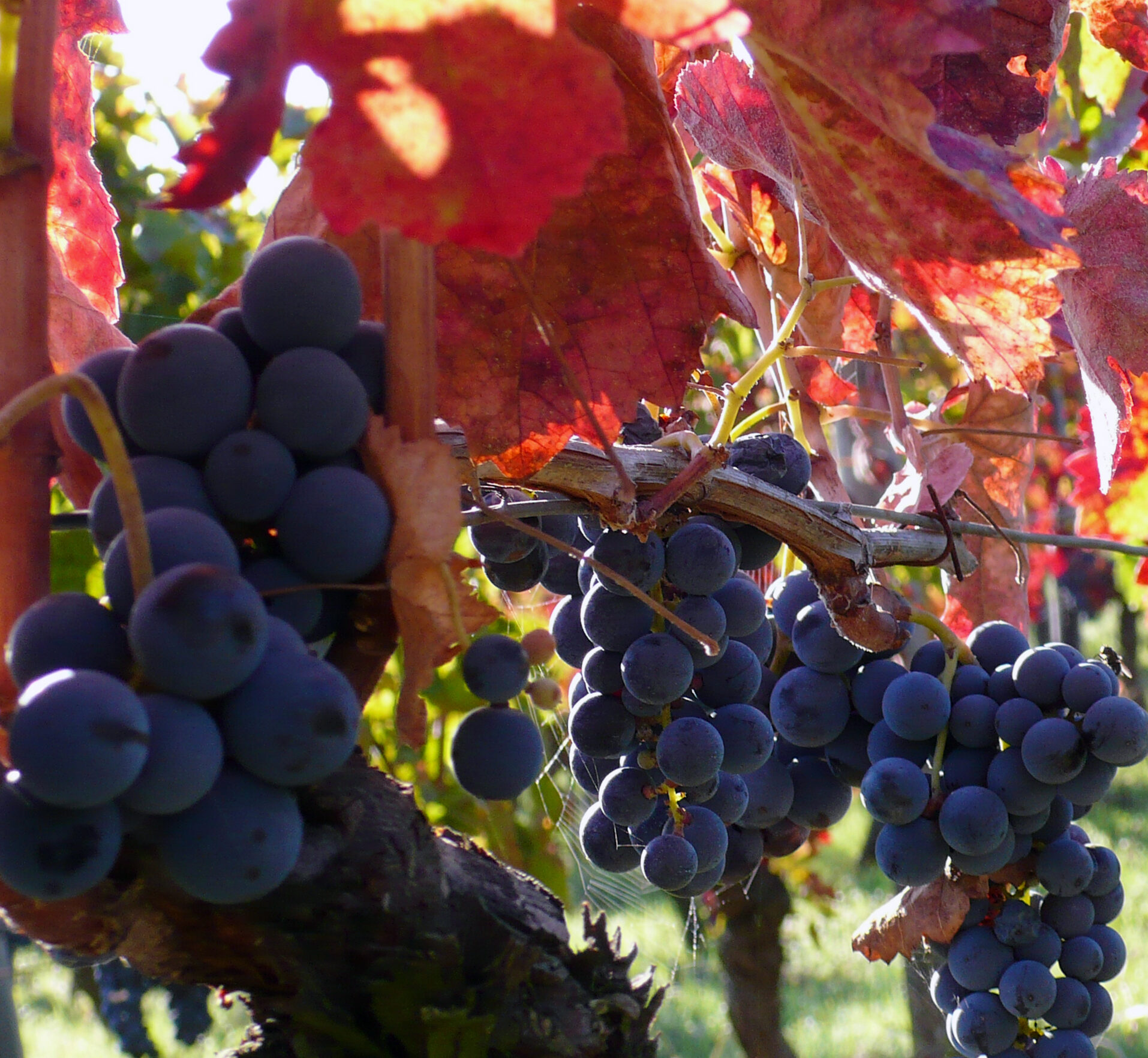 Aglianico klaar om geplukt te worden