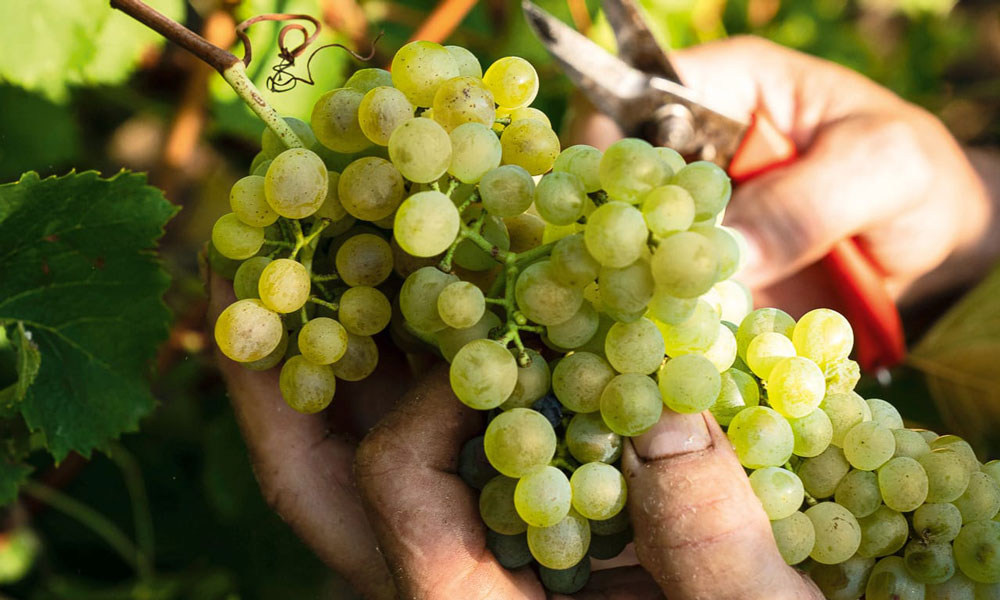 druiven van Alturis voor Pinot Grigio