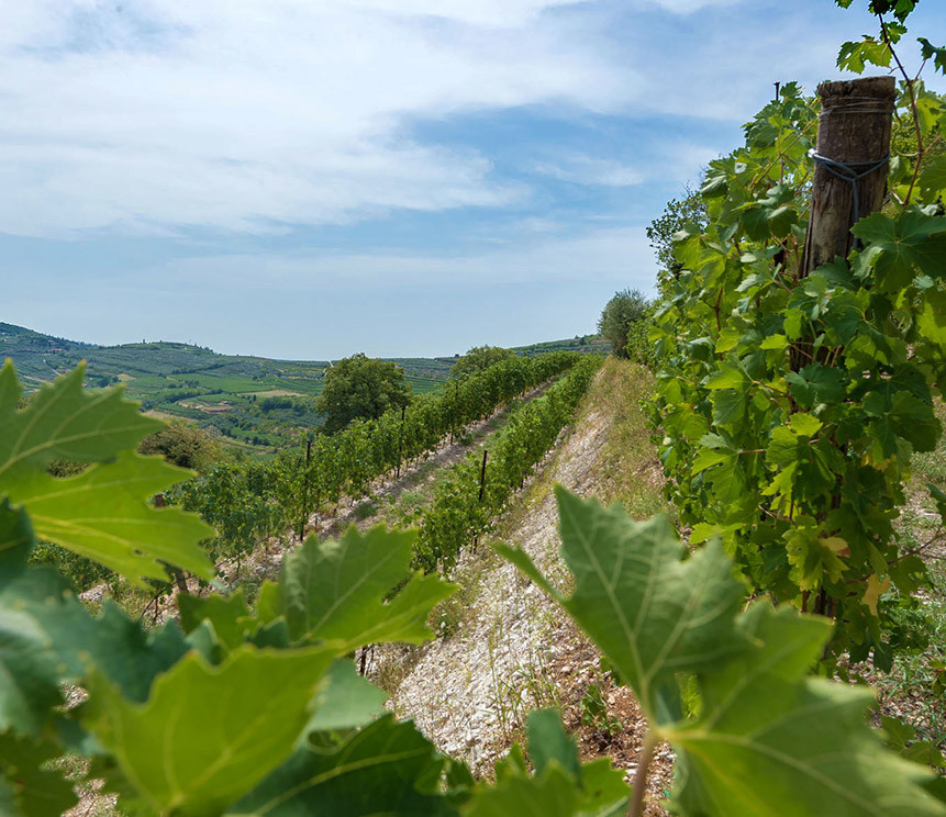 wijngaarden van Bennati in Veneto