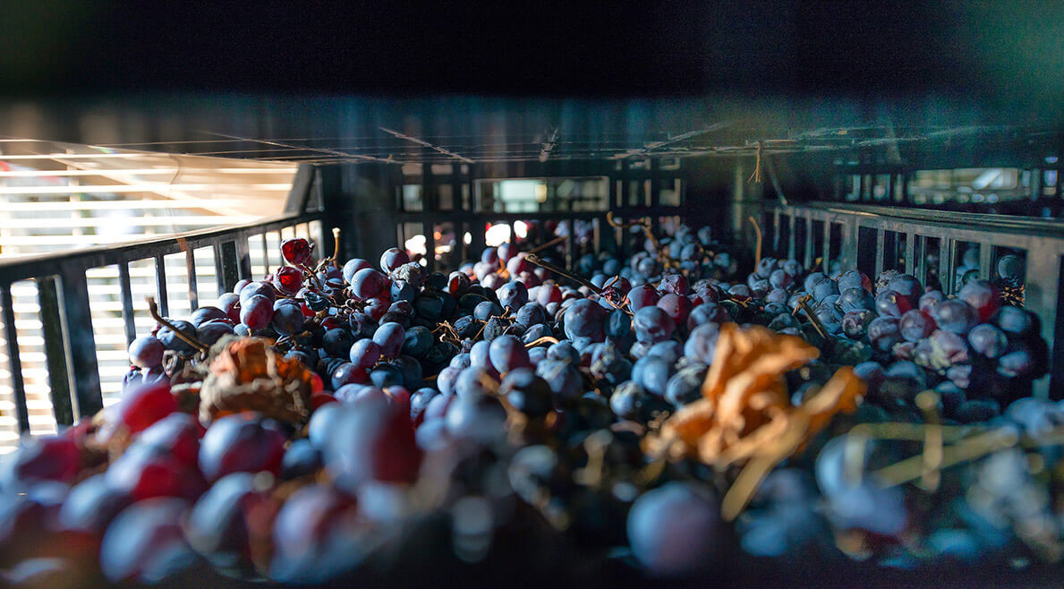 druiven van Bennati Veneto