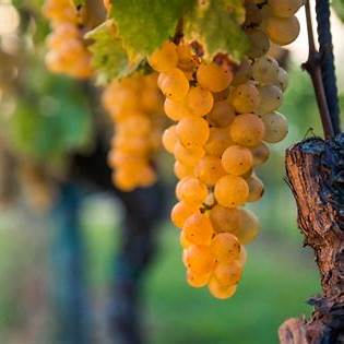 Rijpe Glera klaar voor de oogst