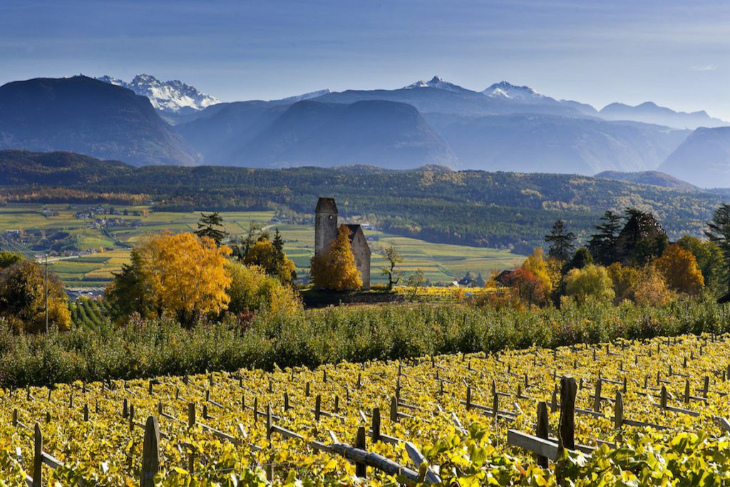 Alto Adige wiijngaard met Pinot Grigio