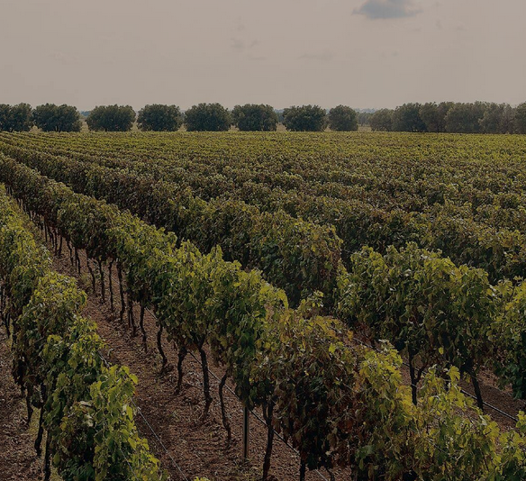 Wijngaard Feudo Croce met Negroamaro