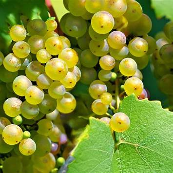 Glera onderweg naar rijping