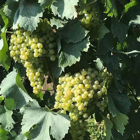 Glera druiven aan de rank