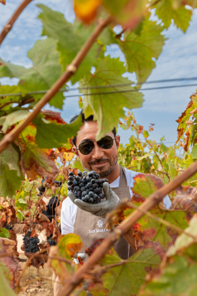 Druiven voor wijnen van San Marzano