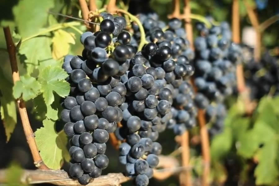 Tros rijpe Lacrima di Morro d’Alba druiven in zonlicht