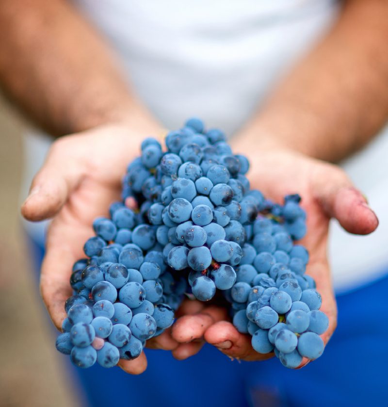 Close-up van rijpe blauwe druiven net geplukt