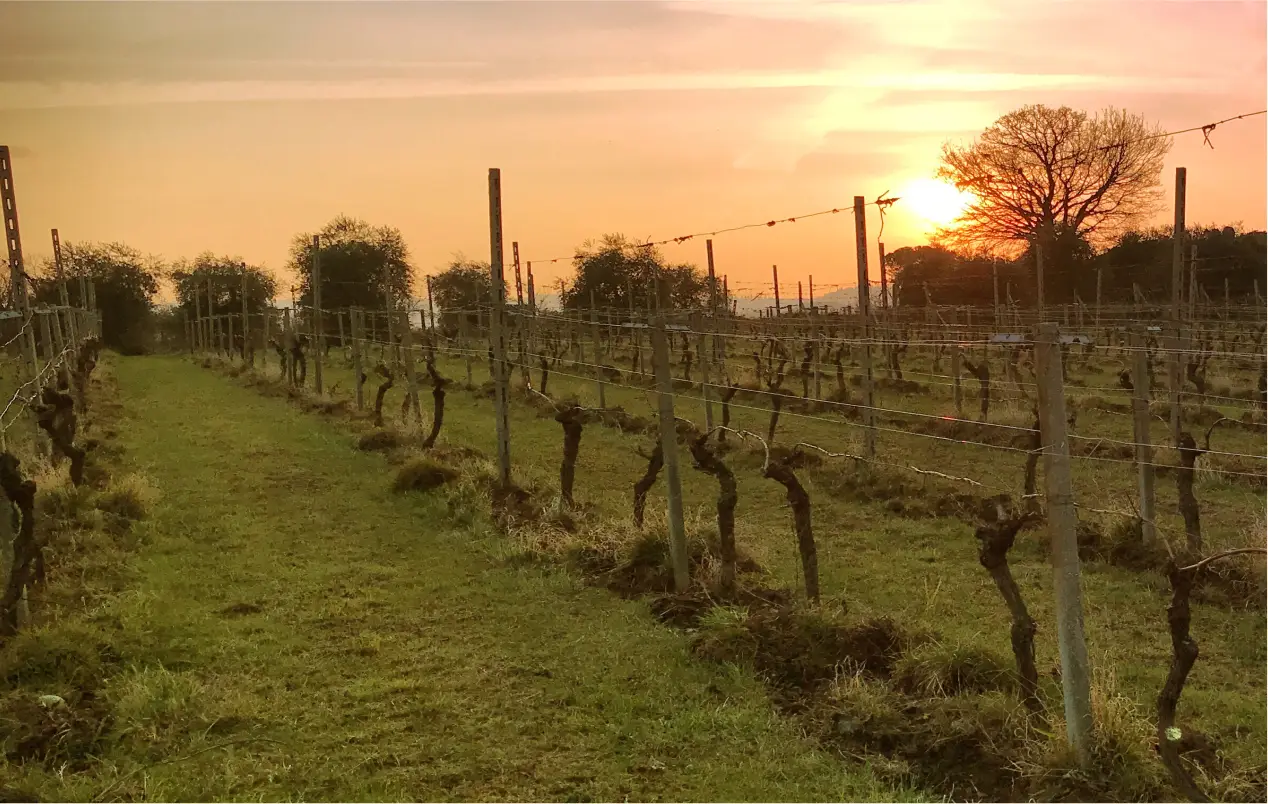 Wittewijngaarden bij Gardameer met schemerige avondlucht