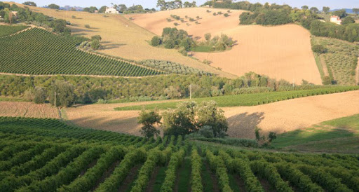 wijngaarden in Morro d'Alba