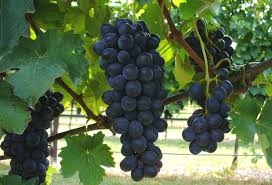 Barbera druiven aan de wijnstok in Piemonte