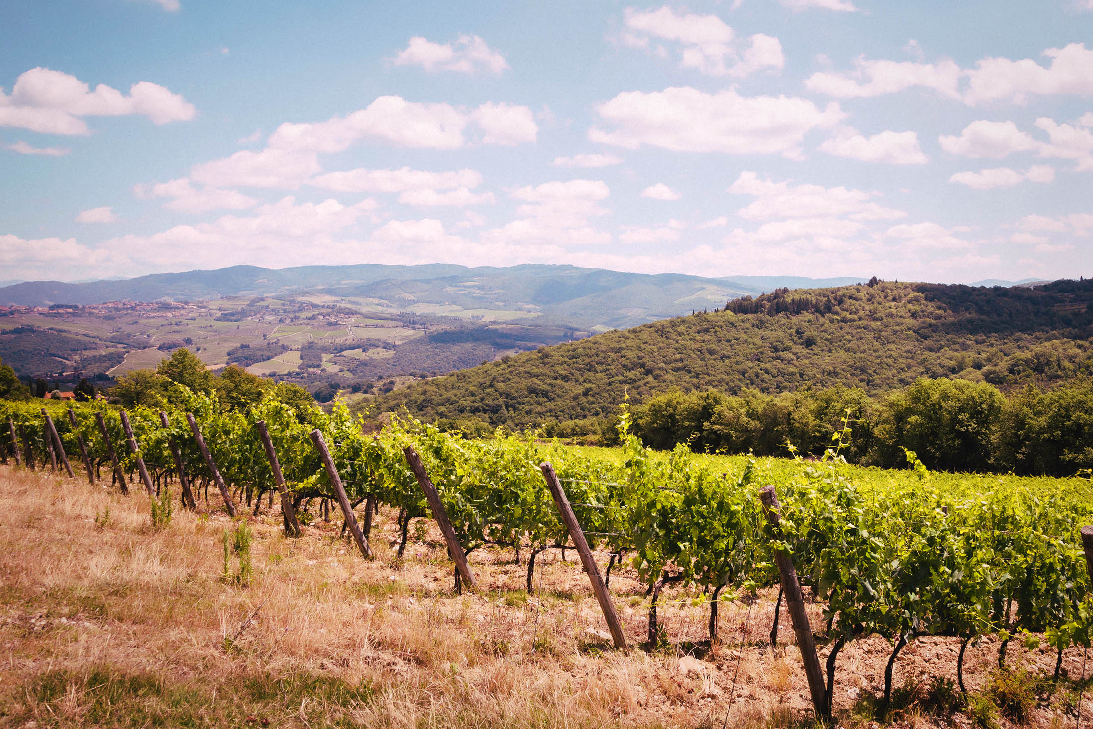 Nittardi wijngaard en landschap
