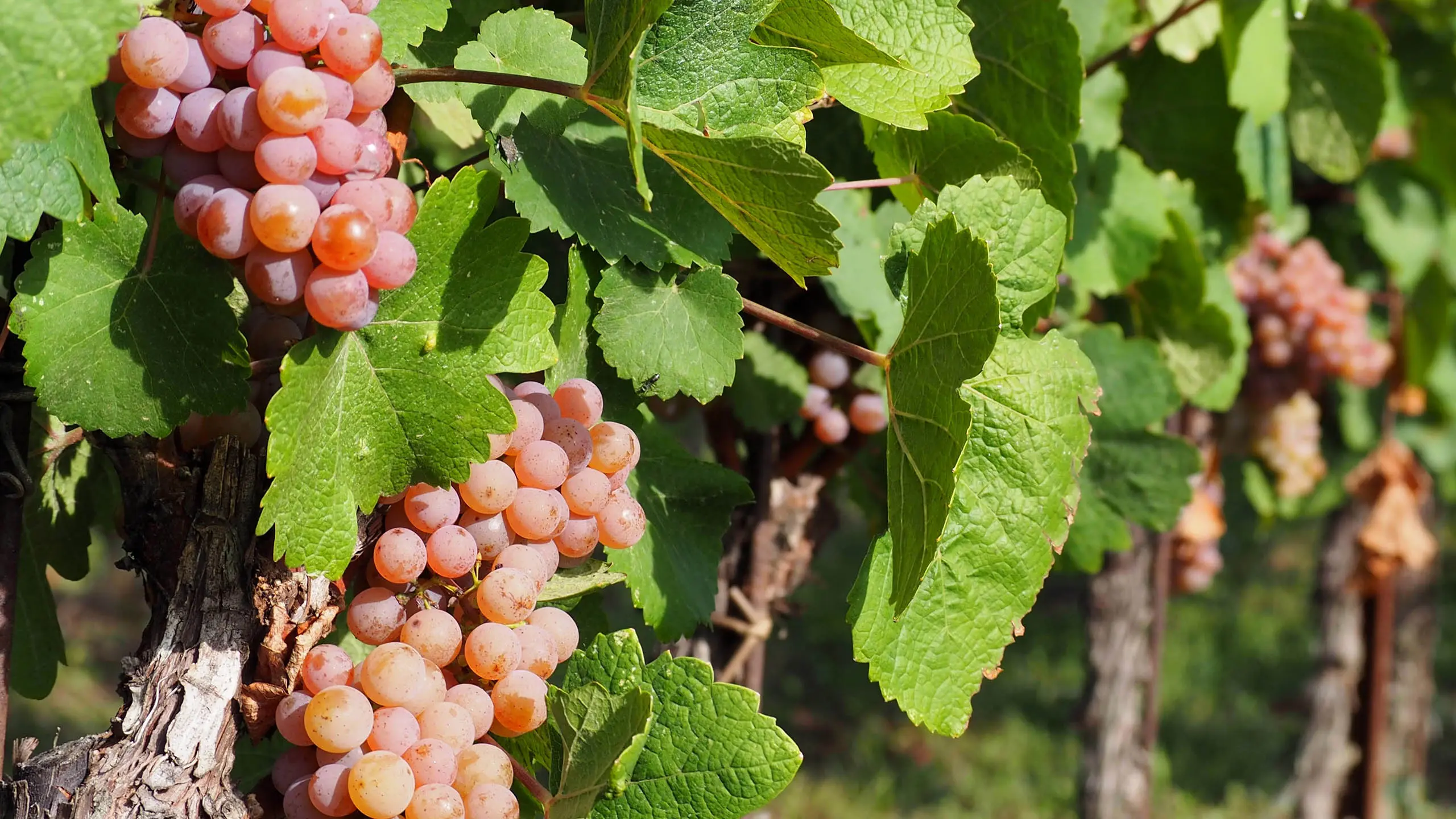 Pinot Grigio in de najaarszon