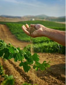 Terroir van Duca di Salaparuta