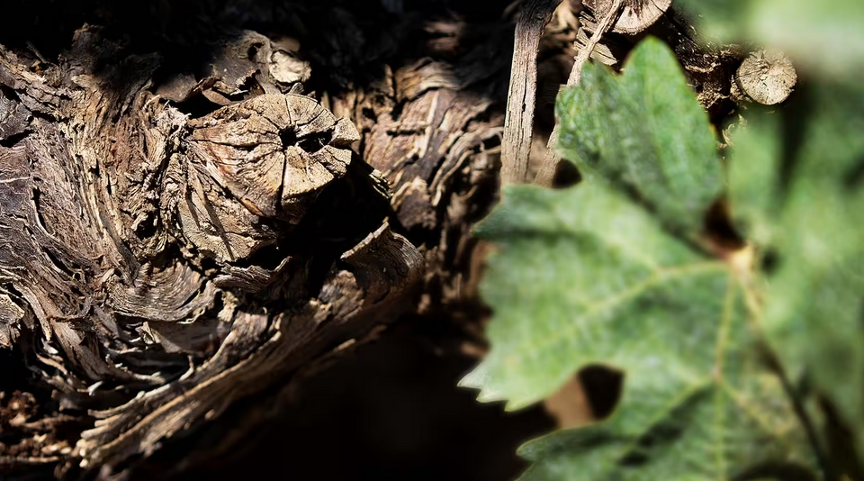 wijnstok voor Primitivo