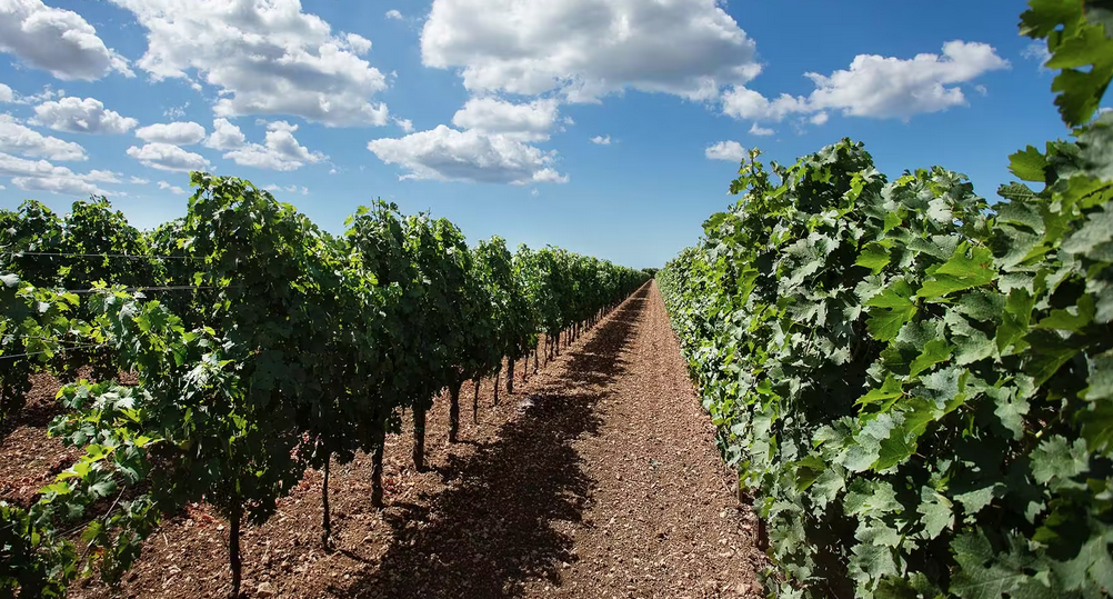 Primitivo aan de rank