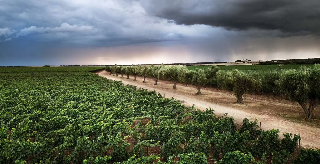 primitivo druiven van Capoforte