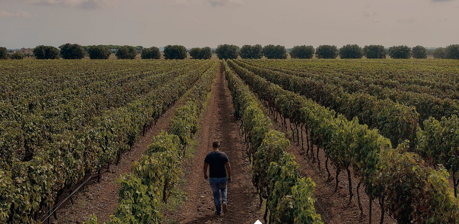 Wijngaarden Tinazzi San Giorgio in Puglia