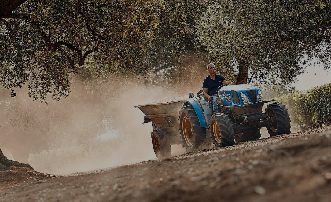 Wijngaarden voor wijnen van San Giorgio in Puglia