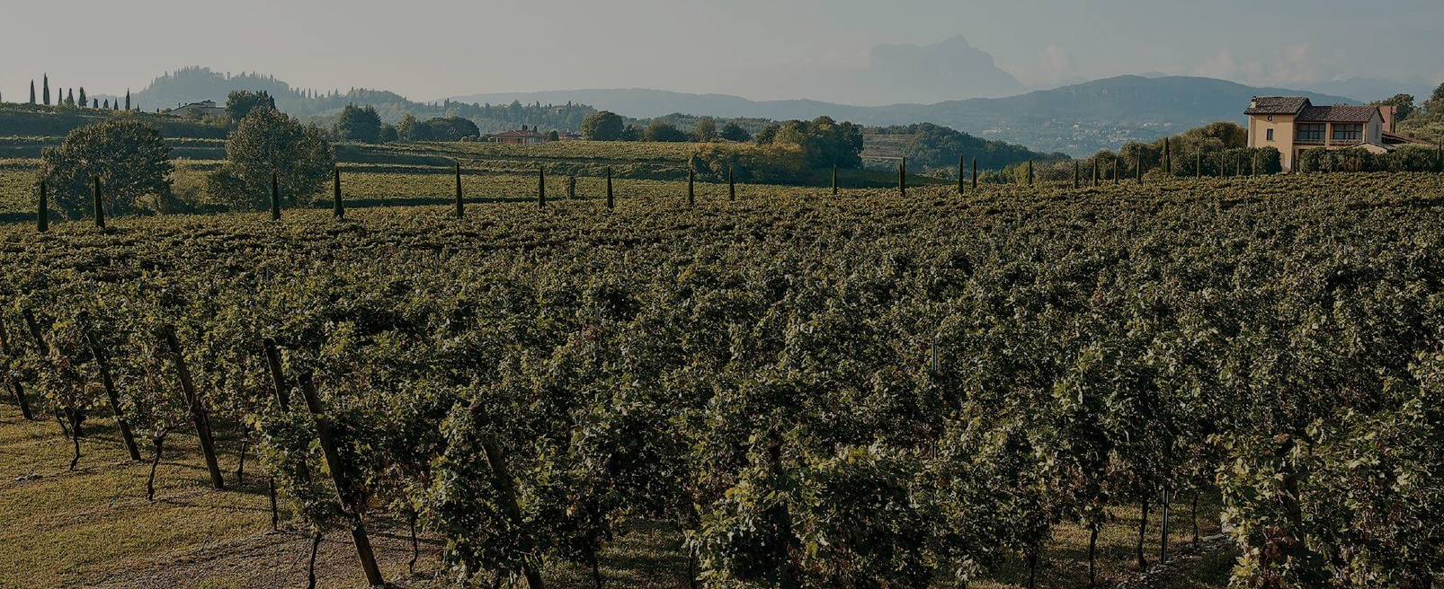 Wijngaarden en wijnkelder van Tinazzi Tenuta Valleselle in Lazise