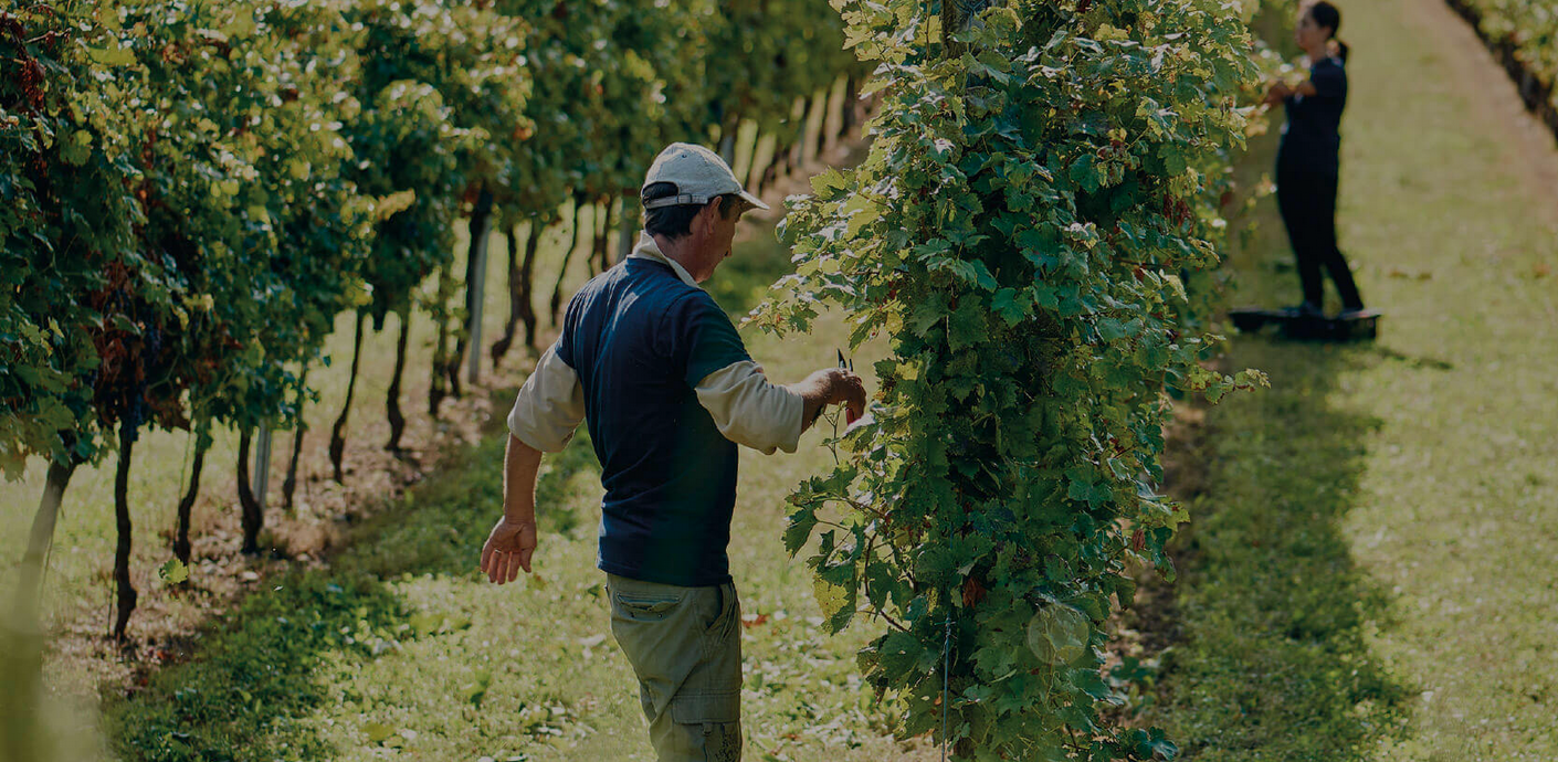 Wijngaarden van Tinazzi Tenuta Valleselle in Lazise
