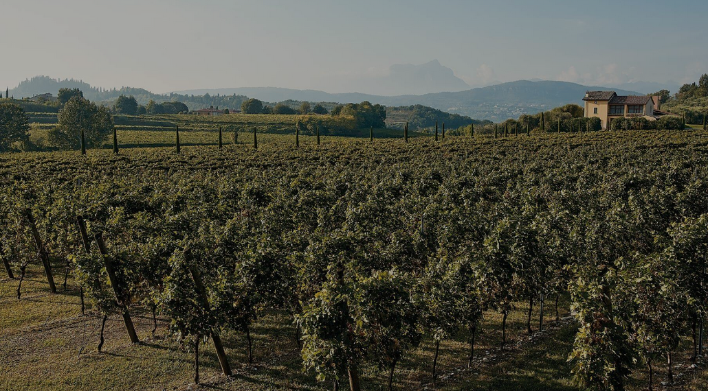 Tenuta-Valleselle-Tinazzi Pinot Grigio