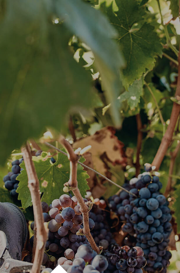 Negroamaro aan de rank