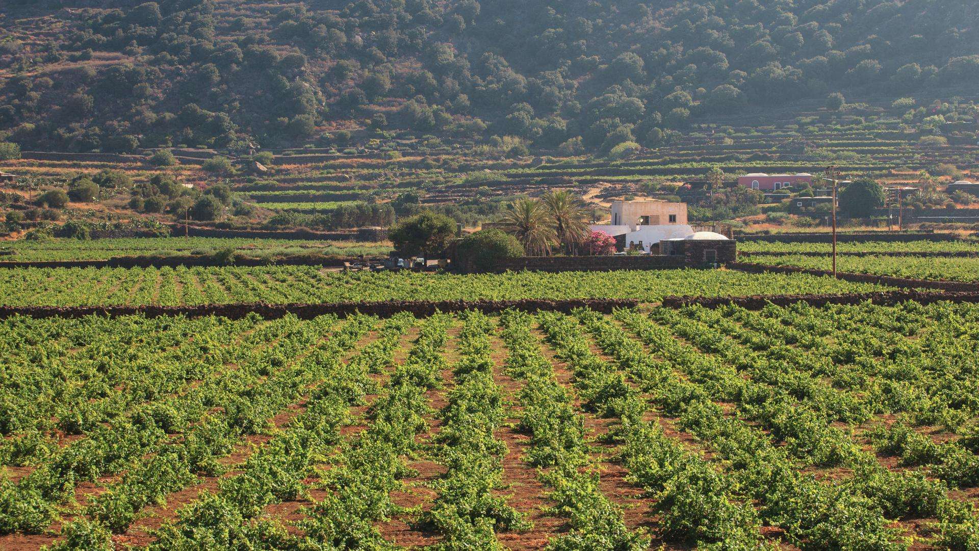 zibbibo aanplant op Pantelleria