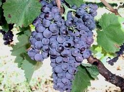 Rijpe Aglianico-druiven aan de stok in Basilicata