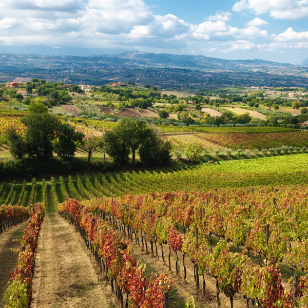 Wijngaarden van Mastroberardino met de Vesuvius op de achtergrond