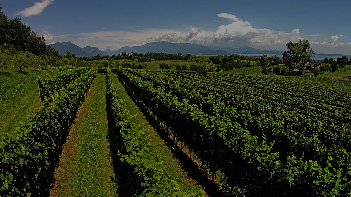 wijngaardenn van Avanzi in Manerba del Garda