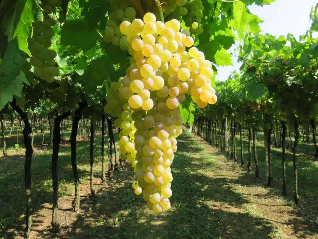 Druiven in de wijngaarden van cantina di Soave