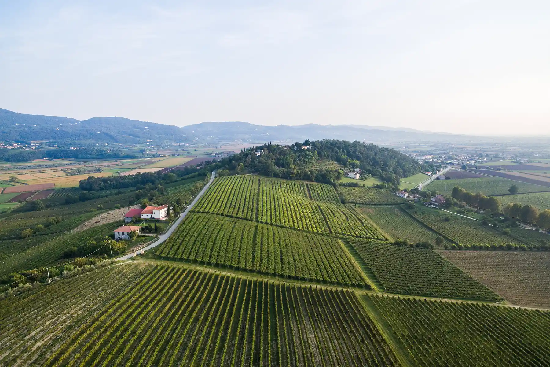 wijngaarden Ca' vegar