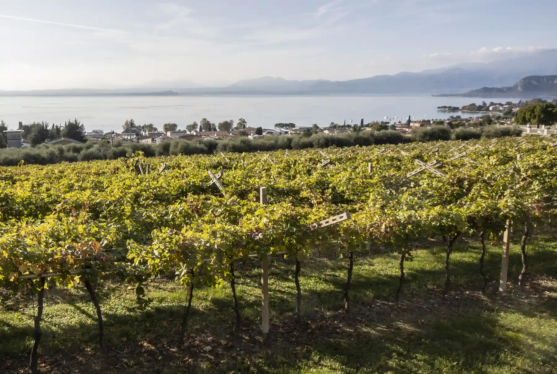 Wijngaarden van Castelnuovo in Veneto