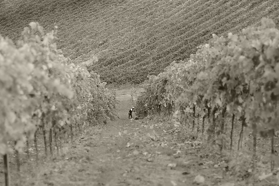Wijngaarden van Ciù Ciù wijnhuis in Offida, Le Marche